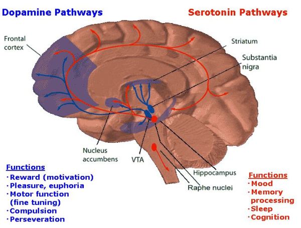 addiction - dopamine and serotonin pathways from wiki